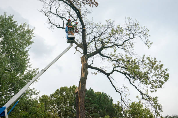 Tree and Shrub Care in Half Moon, NC